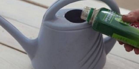 Kako prihraniti rasad paradajza i paprike